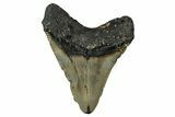 Fossil Megalodon Tooth - North Carolina #355846-2